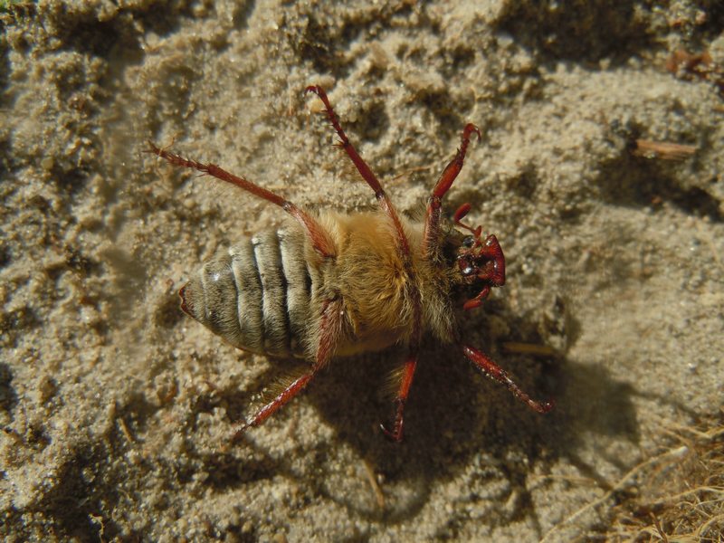 Dal litorale del Poetto (Cagliari):Anoxia matutinalis sardoa